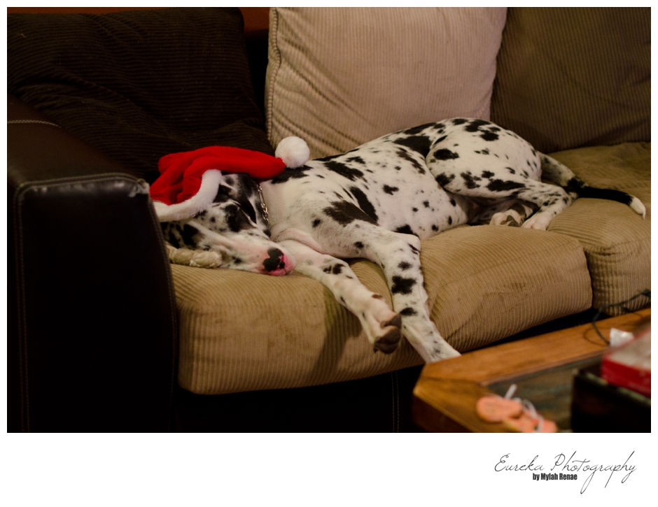 Great Dane Puppy sleeping on Christmas