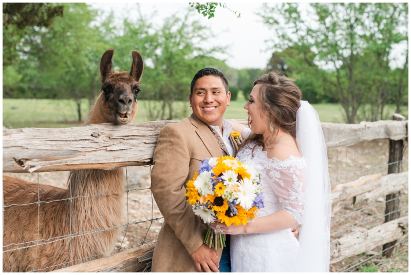 photo bombing llama at twisted ranch wedding in bertram, TX