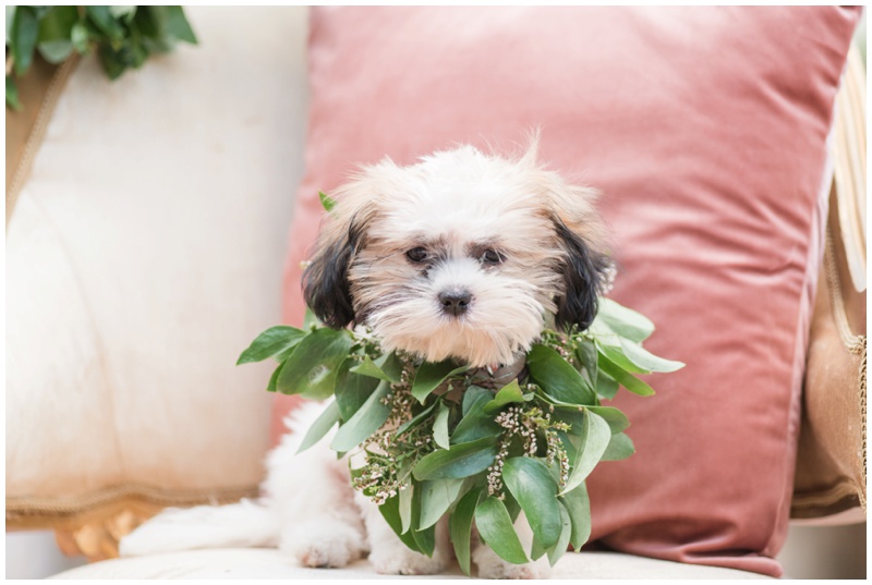 maltese puppy in flower collar at wedding
