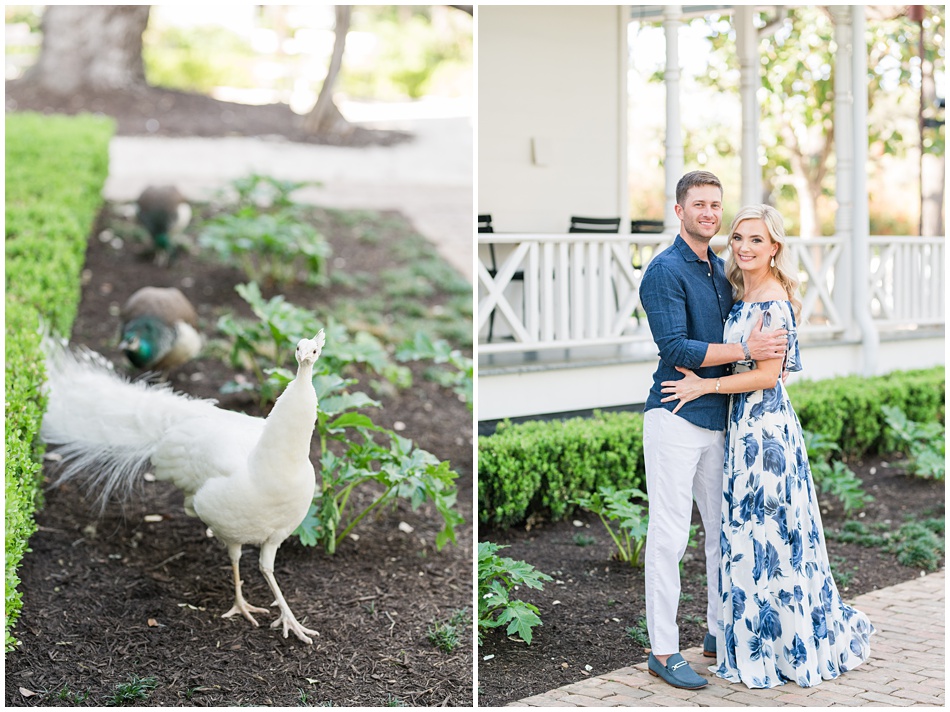 Engagement Photos at Mattie's in Austin with the white peacock