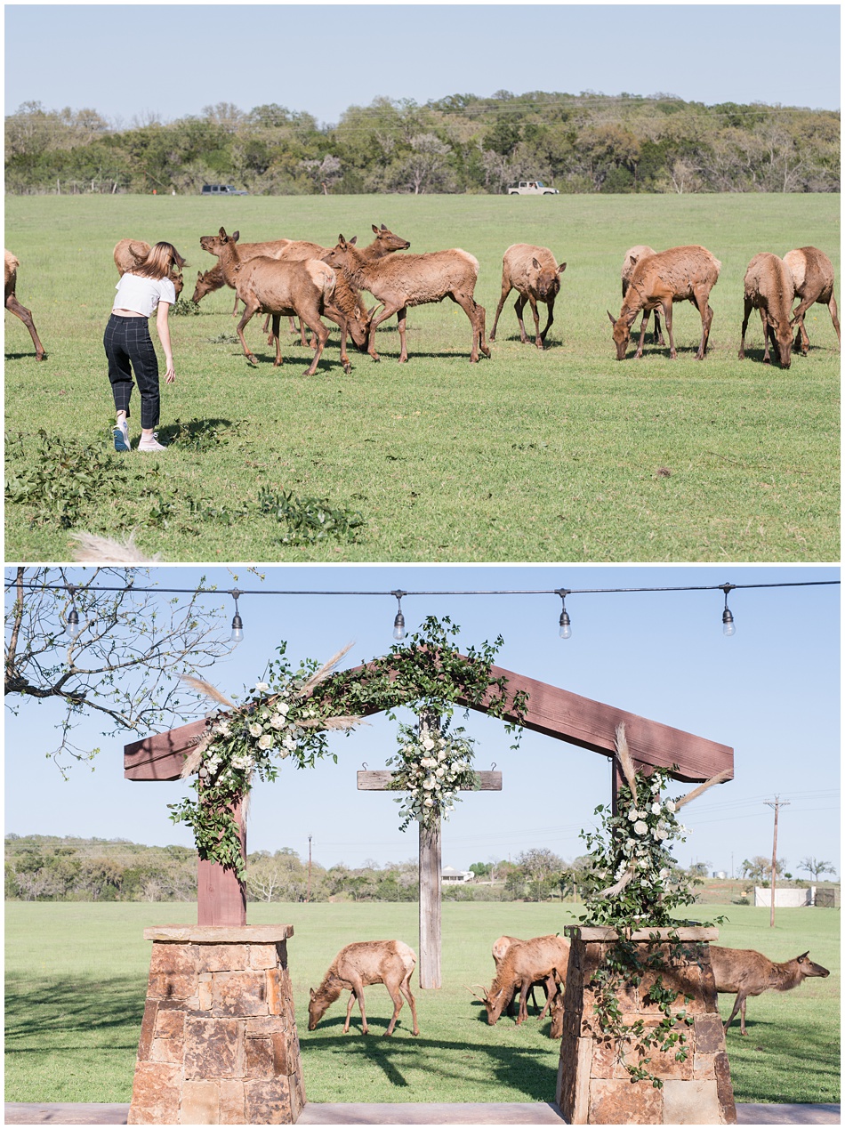 Ranch Wedding Venues with animals elk in Texas