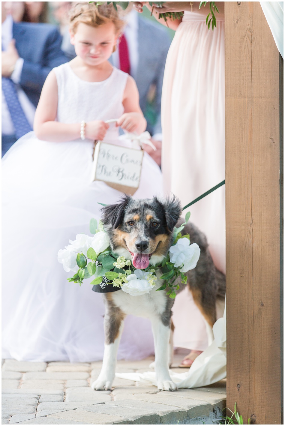 Dog as Flower girl at wedding in Austin