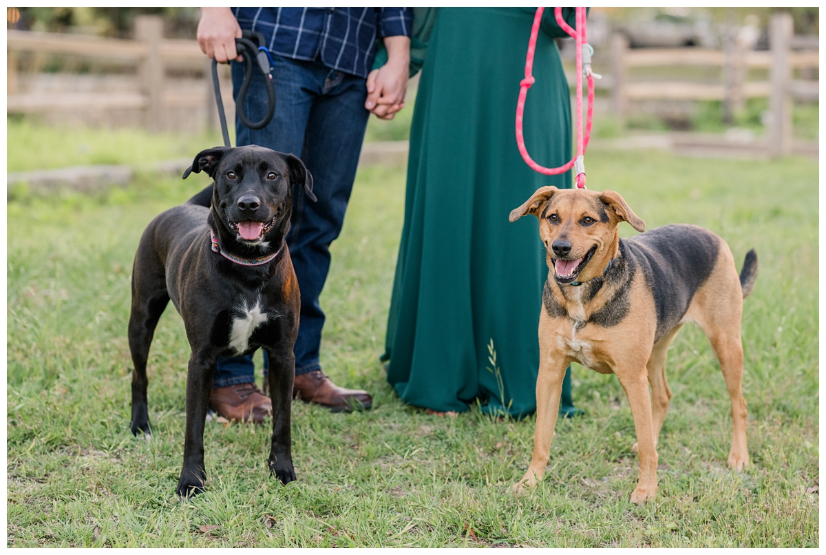 Engagement Photos with dogs