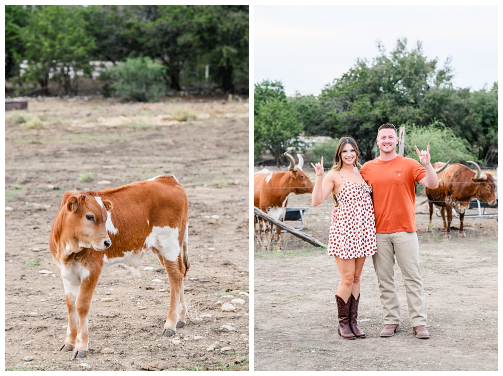 Engagement Photos with Bevo for University of Texas fans